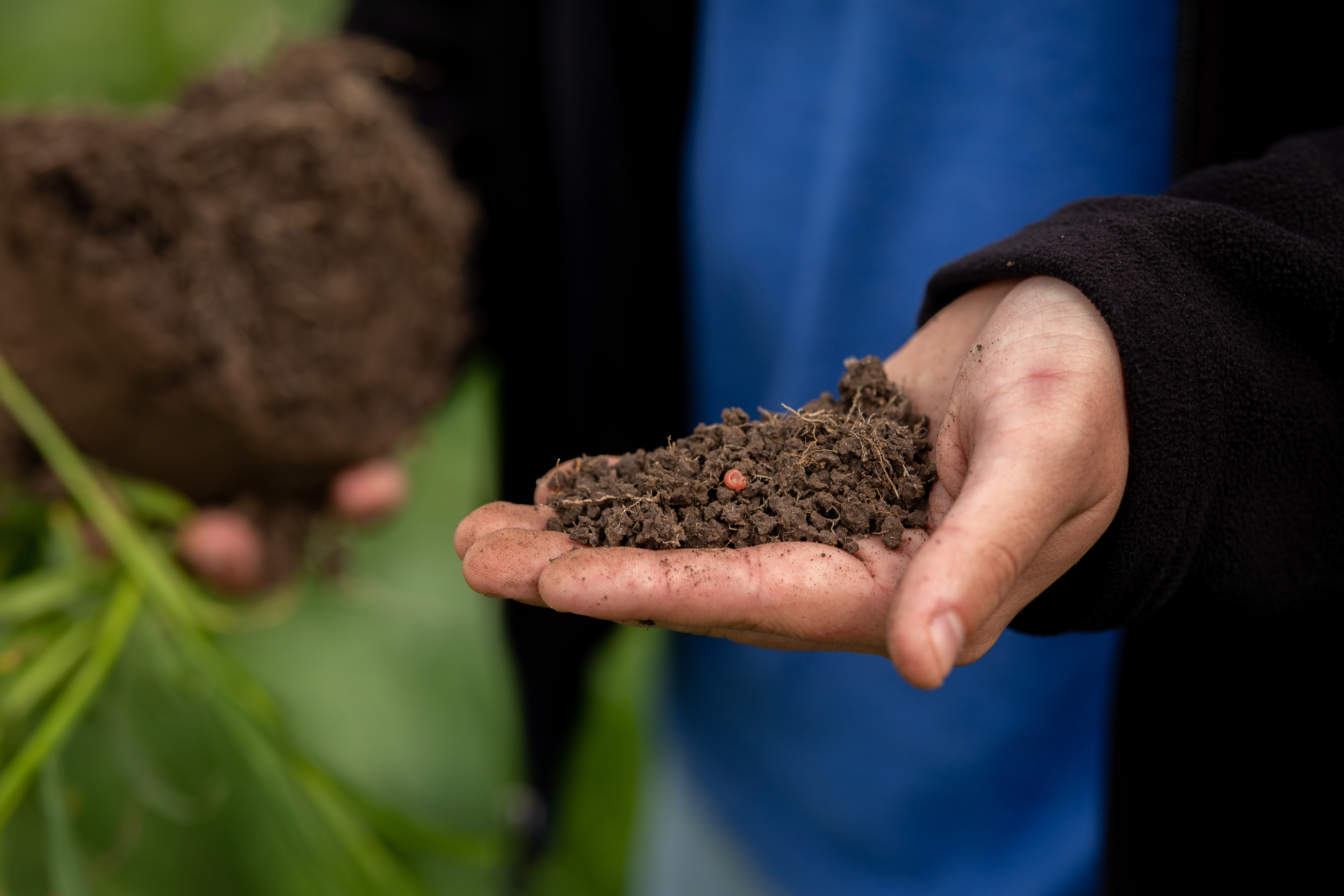Close up on person's hands holding soil with a worm visible